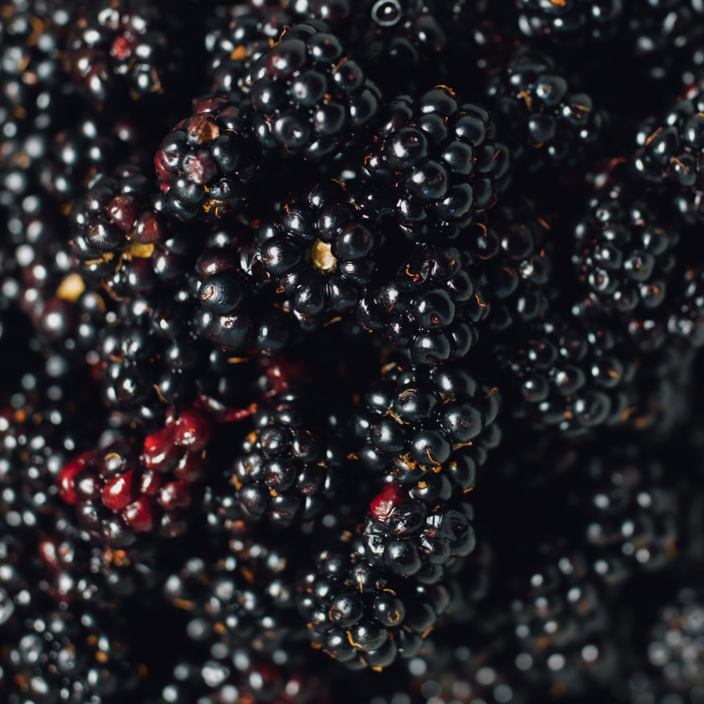 All About Marionberries